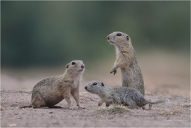 <p>SYSEL OBECNÝ (Spermophilus citellus) --- /European ground squirrel - Europäisches Ziesel/</p>